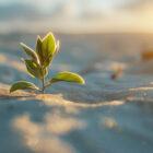 L'appel du renouveau